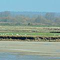 La baie de somme, carrefour migratoire remarquable 