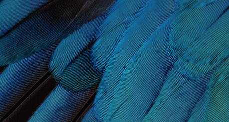 iPhone 6s et iOS 9: les nouveaux fonds d’écran