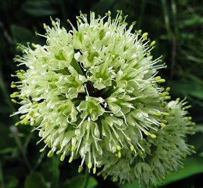 Allium victorialis (Ail de cerf)