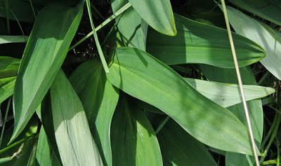 Allium victorialis (Ail de cerf)