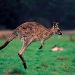 image de kangourou