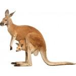 image de kangourou