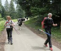 Marcher « nordiquement » dans le Jura