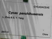 Cycas panzhihuaensis