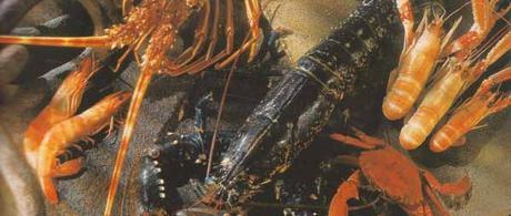 Crustaces-archives-w