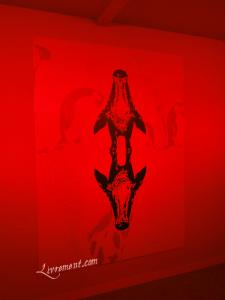 Rond de sorciere 57 05