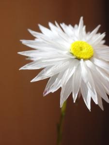 Rond de sorciere 57 14