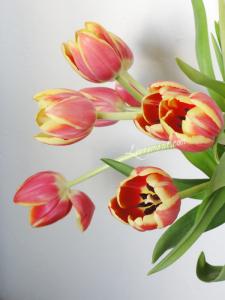 Rond de sorciere 57 20