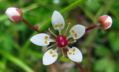 Micranthes stellaris (Saxifrage étoilé)
