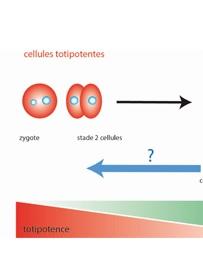 CELLULES SOUCHES: Découverte d'une protéine clé de la totipotence – INSERM et Nature Structural & Molecular Biology