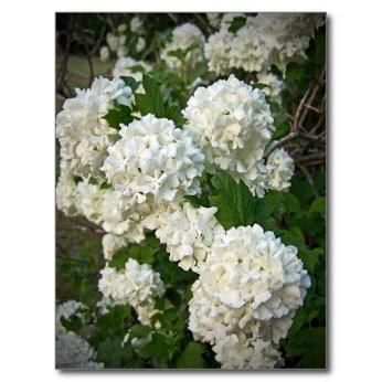 Semaine du 20 au 26 Juillet 2015