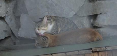 FLASH FLASH SECOND WEEK OF AUGUST