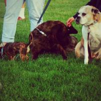 Good Dog Goods Martha’s Vineyard Dog Parade 2015, Ocean Park, Oak Bluffs