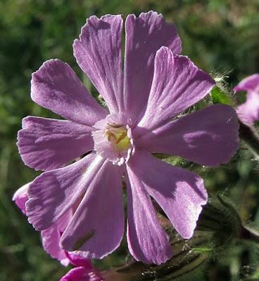 Silene dioica (Silène dioïque, Compagnon rouge)