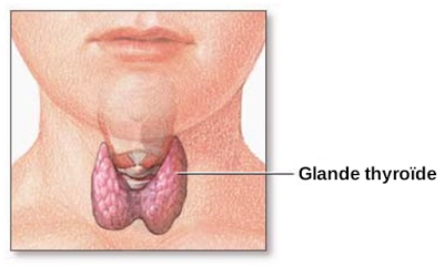 Et si c'était votre glande thyroïde?