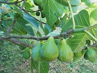 Conservation des Figues
