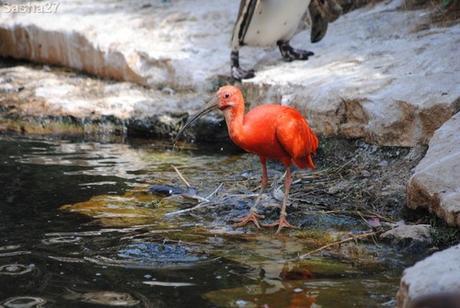(4) L'ibis rouge.
