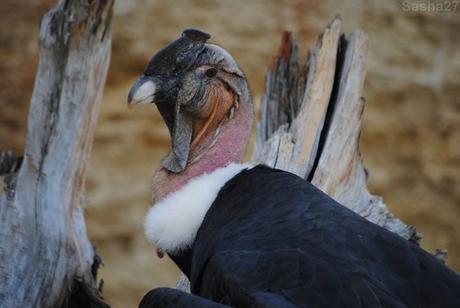 (1) Lucho, le mâle condor des Andes.