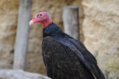(2) L'urubu à tête rouge, ou vautour aura.