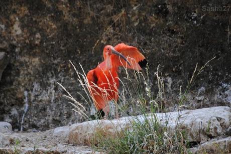 (5) L'ibis rouge.