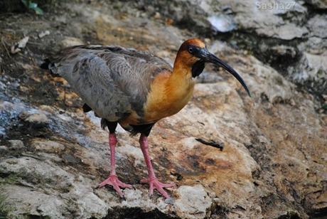 (1) L'ibis à face noire.