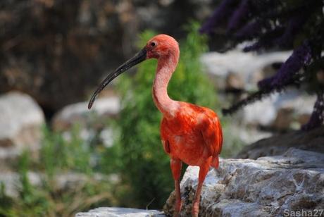 (2) L'ibis rouge.