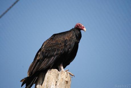 (1) L'urubu à tête rouge, ou vautour aura.