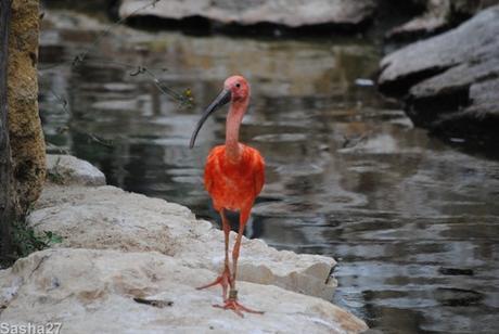 (1) L'ibis rouge.