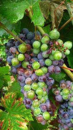 Coup d’œil sur le château de Monbazillac