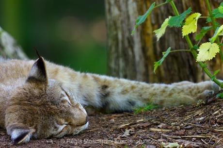 Comment en finir avec les photos floues – Partie 2 Un portrait de Lynx effectué au 1/125 à f/4. Un mammifère au repos, c'est pratique ! (photo prise au parc animalier de Ste Croix)