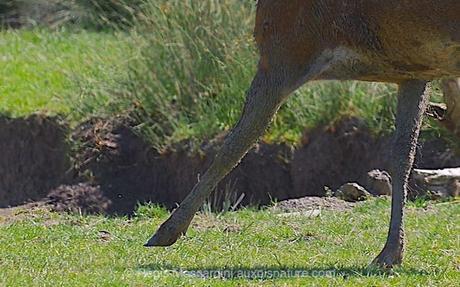 Comment en finir avec les photos floues – Partie 2 Crop de 100 % sur la patte. Oui, c'est bien net.