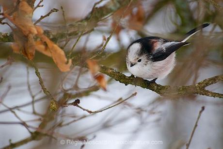 Comment en finir avec les photos floues – Partie 2 mesange_longue_queue-1