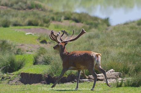 Un cerf au pas de course est bien figé avec un vitesse de 1/1000 à f/4.