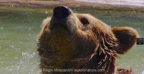 Comment en finir avec les photos floues – Partie 2 Un grop de 100 % prouve que contrairement à la patte vue plus haut, la netteté ici est parfaite. Merci le 1/2500 !!!