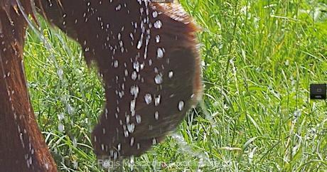 Comment en finir avec les photos floues – Partie 2 Un crop de 100% sur la patte permet de voir que la netteté n'est pas présente. Vitesse trop basse !!
