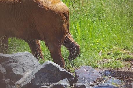 Une patte d'ours qui semble nette n'est-ce pas ? (photo prise au 1/320 à f/4)