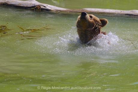 Comment en finir avec les photos floues – Partie 2 Un ours qui secoue la tête à la sortie de l'eau, ça va vite ! Il fallait bien 1/2500 s à f/4 pour figer ce mouvement