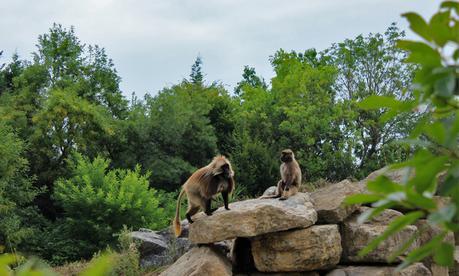 Le Pal, découverte d’un parc animalier et d’attractions ! animaux 1