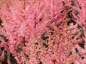 Alstilbes gracieuses plumes blanches rose