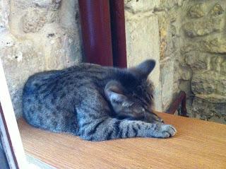 Le café des chats : ses deux lieux rue Michel le Comte M° Rambuteau et rue Sedaine M° Bastille en images.