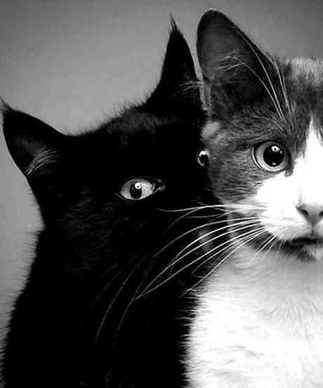 Crazy Cats Crazy Cats