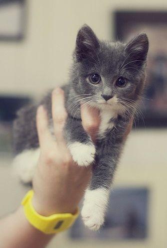 Crazy Cats Crazy Cats