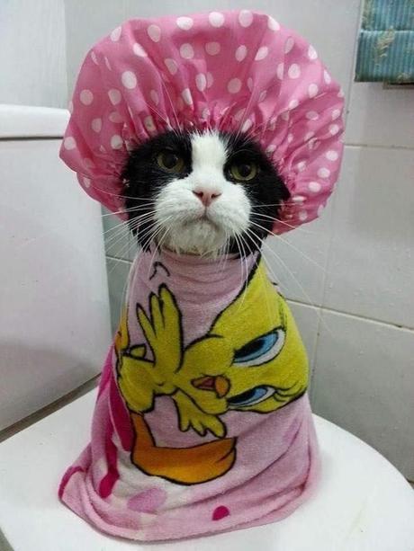 Crazy Cats Crazy Cats