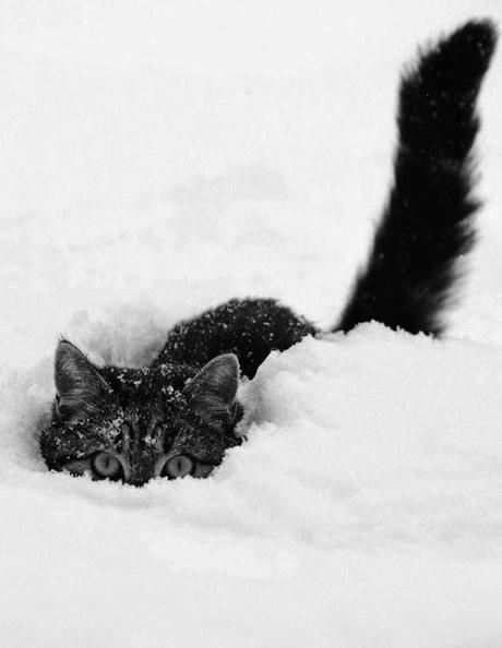 Crazy Cats Crazy Cats