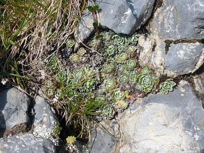 Flore du Karwendel sur le circuit Passamani