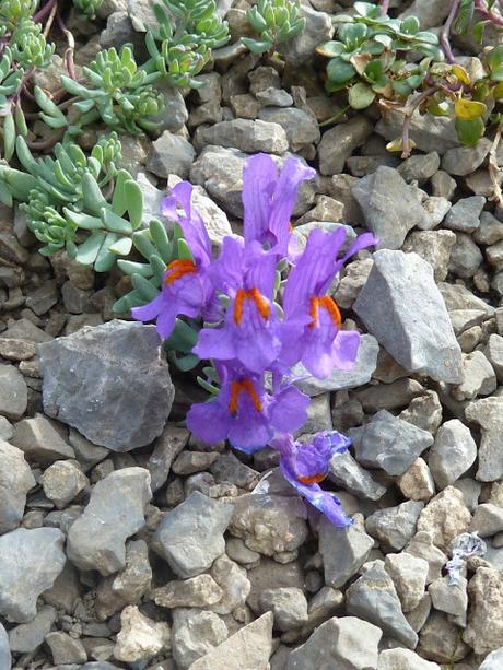 Flore du Karwendel sur le circuit Passamani