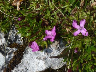 Flore du Karwendel sur le circuit Passamani