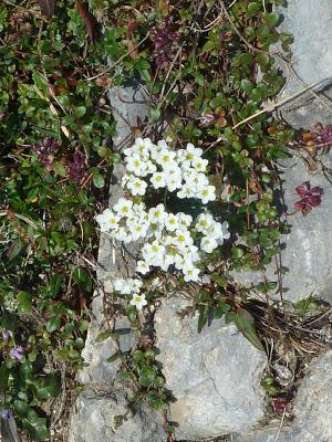 Flore du Karwendel sur le circuit Passamani