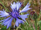 Cyanus segetum (Centaurée bleuet)