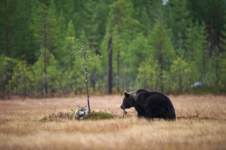 Une amitié incroyable entre un loup et un ours révélée par un photographe